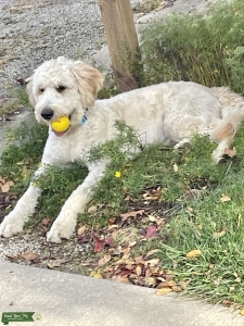 F1 Goldendoodle Listing Image
