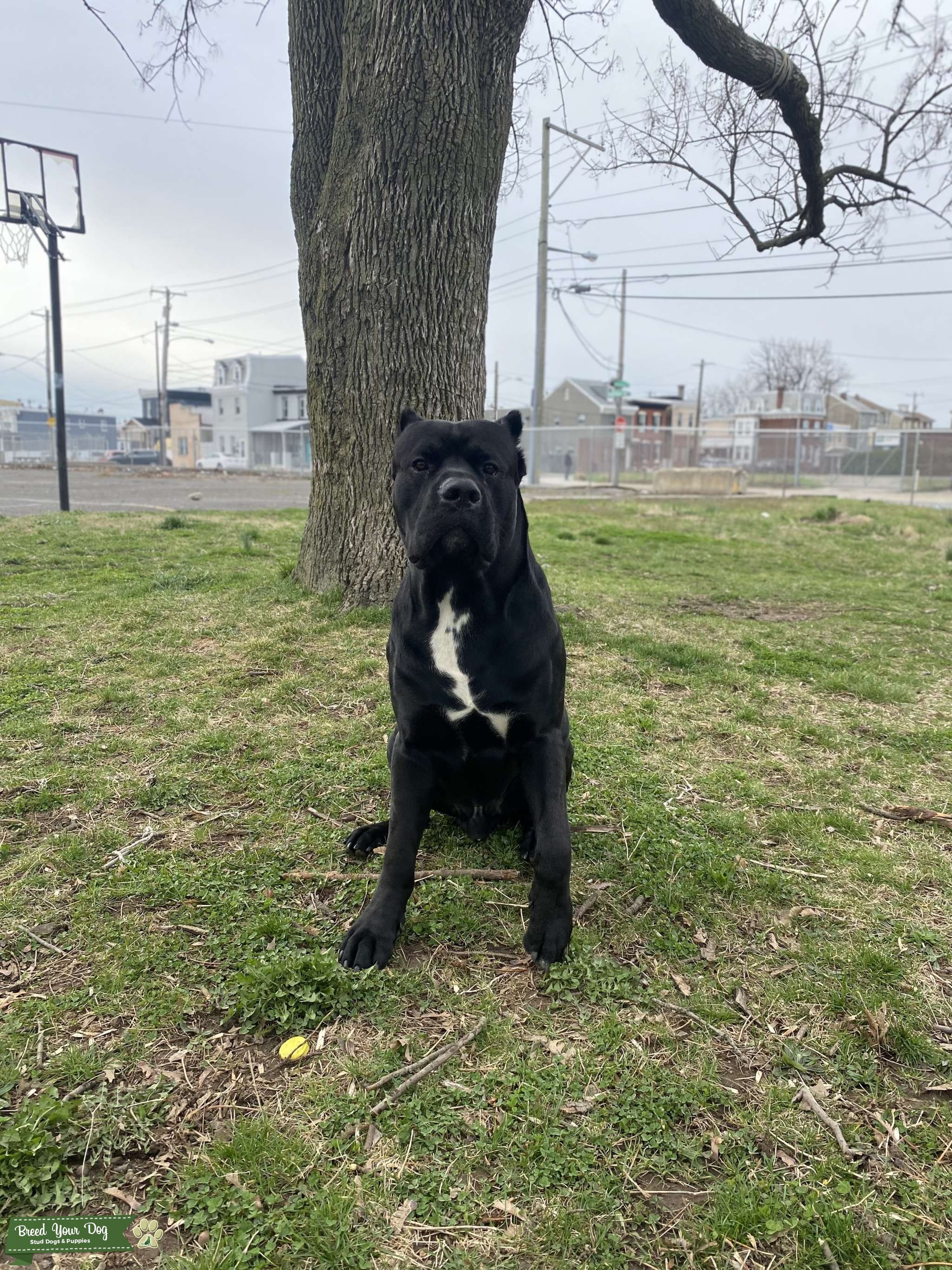 Cane Corso Stud Dog in Philadelphia , the United States Breed Your Dog