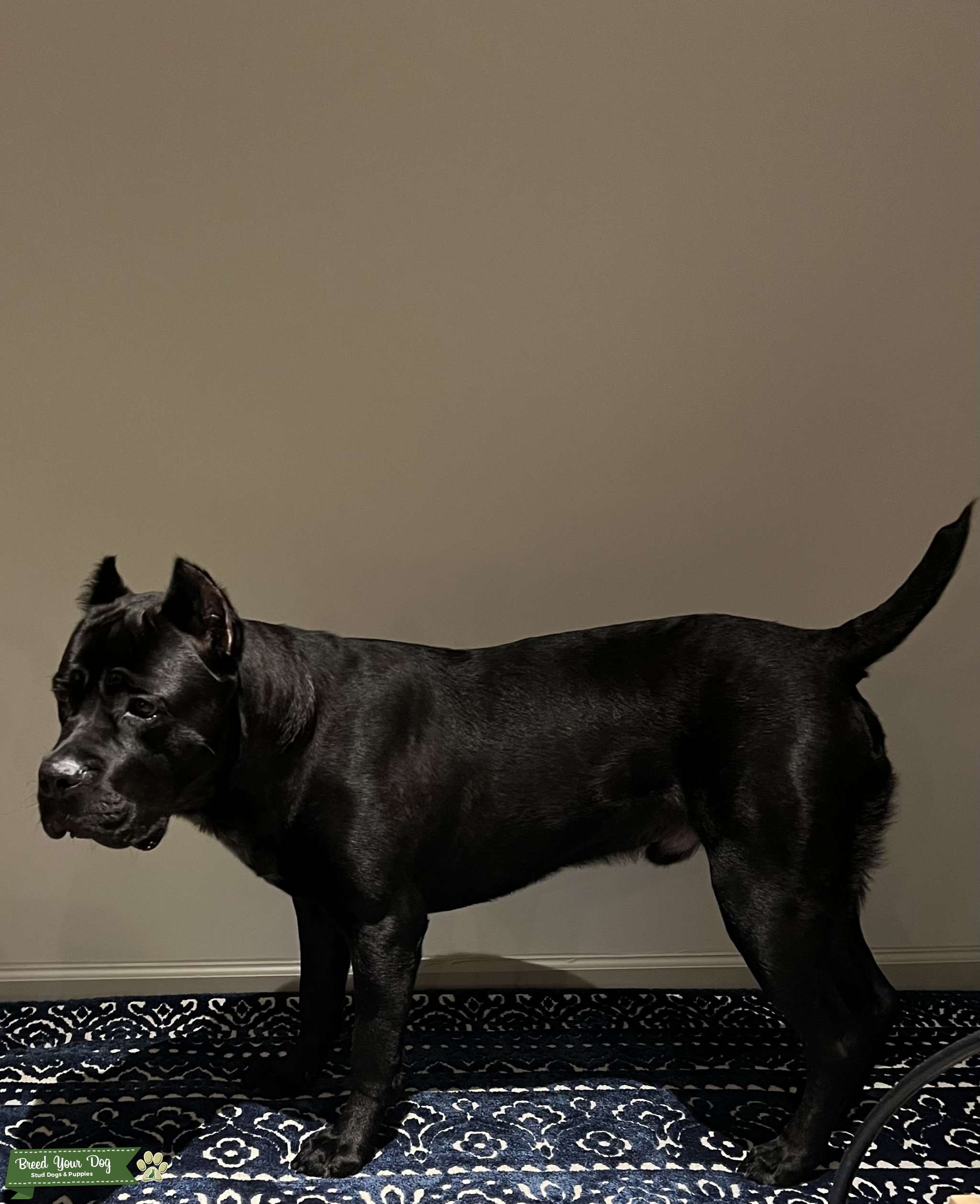 AKC Black Cane Corso Stud Dog Breed Your Dog