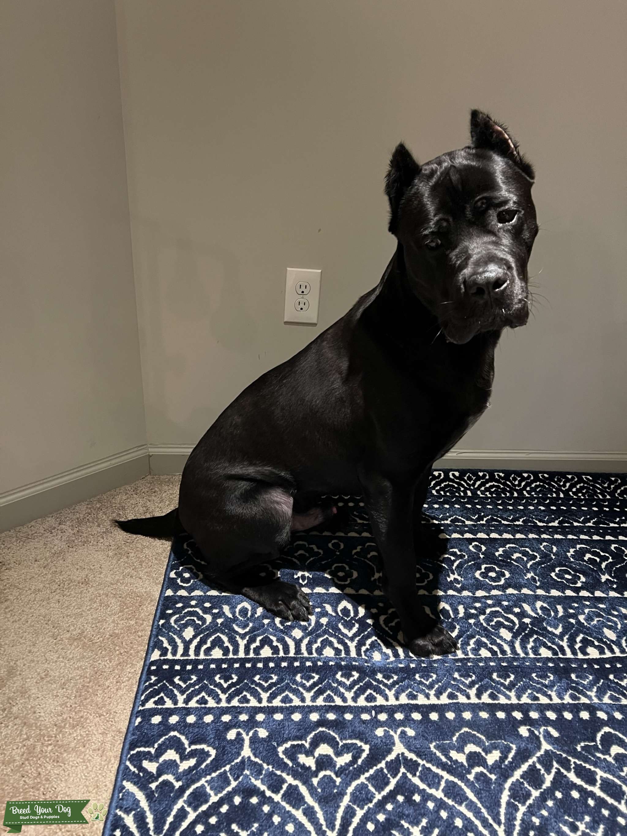 AKC Black Cane Corso Stud Dog Breed Your Dog