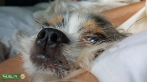 4lb Female Chorkie looking for love Listing Image