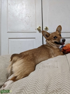 Pembroke Corgi (Looking for stud) Listing Image