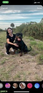 Rust Pedigree Rottweiler stud for Cash Listing Image