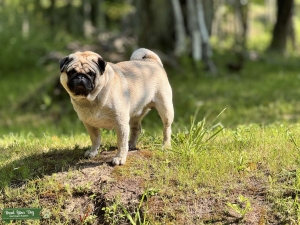 Pug Fawn  Listing Image