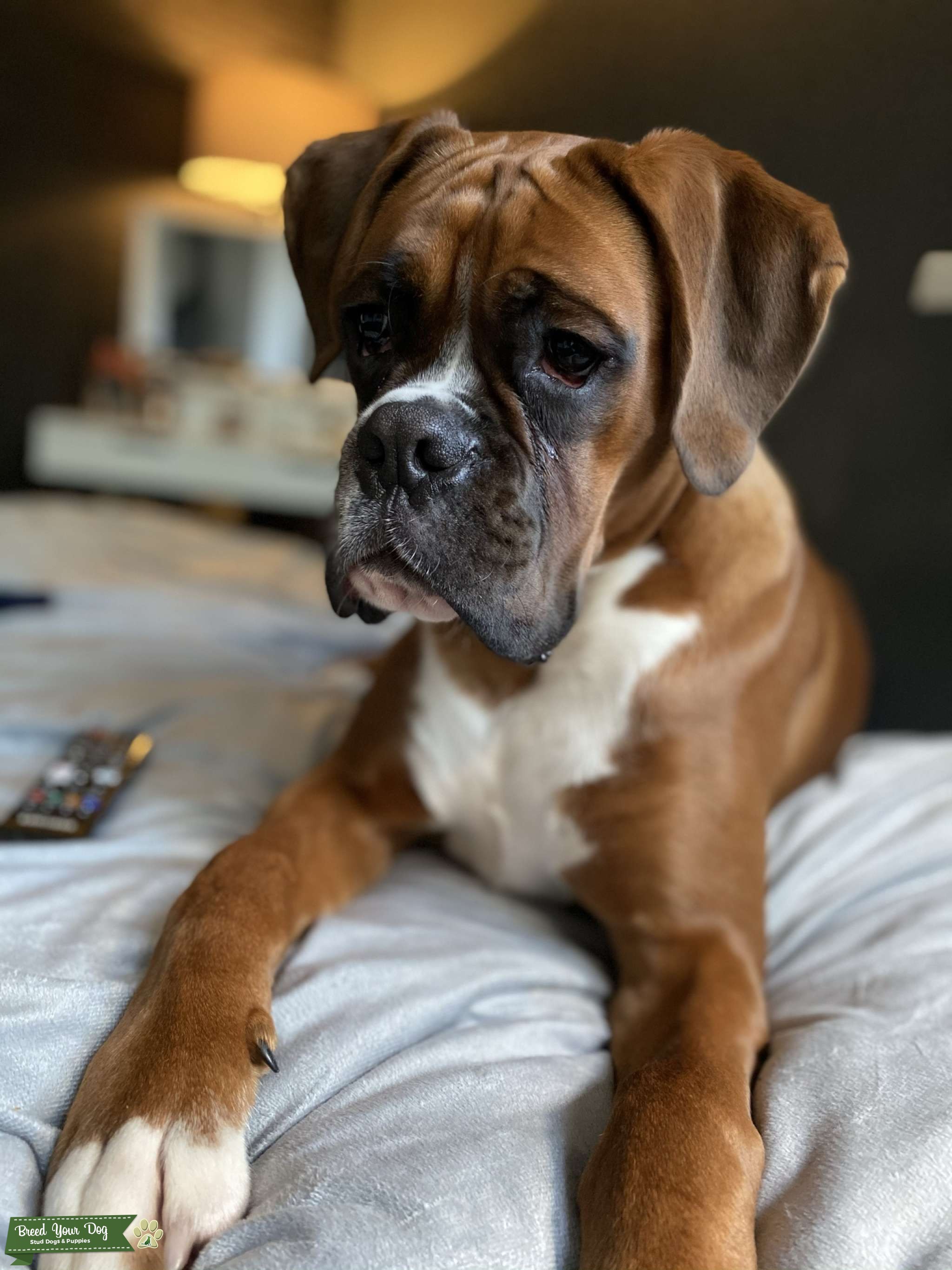 Red and white boxer - Stud Dog in Wales, the United States | Breed Your Dog