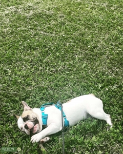 French Bulldog Stud Listing Image