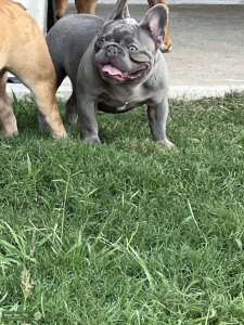 open for stud Listing Image