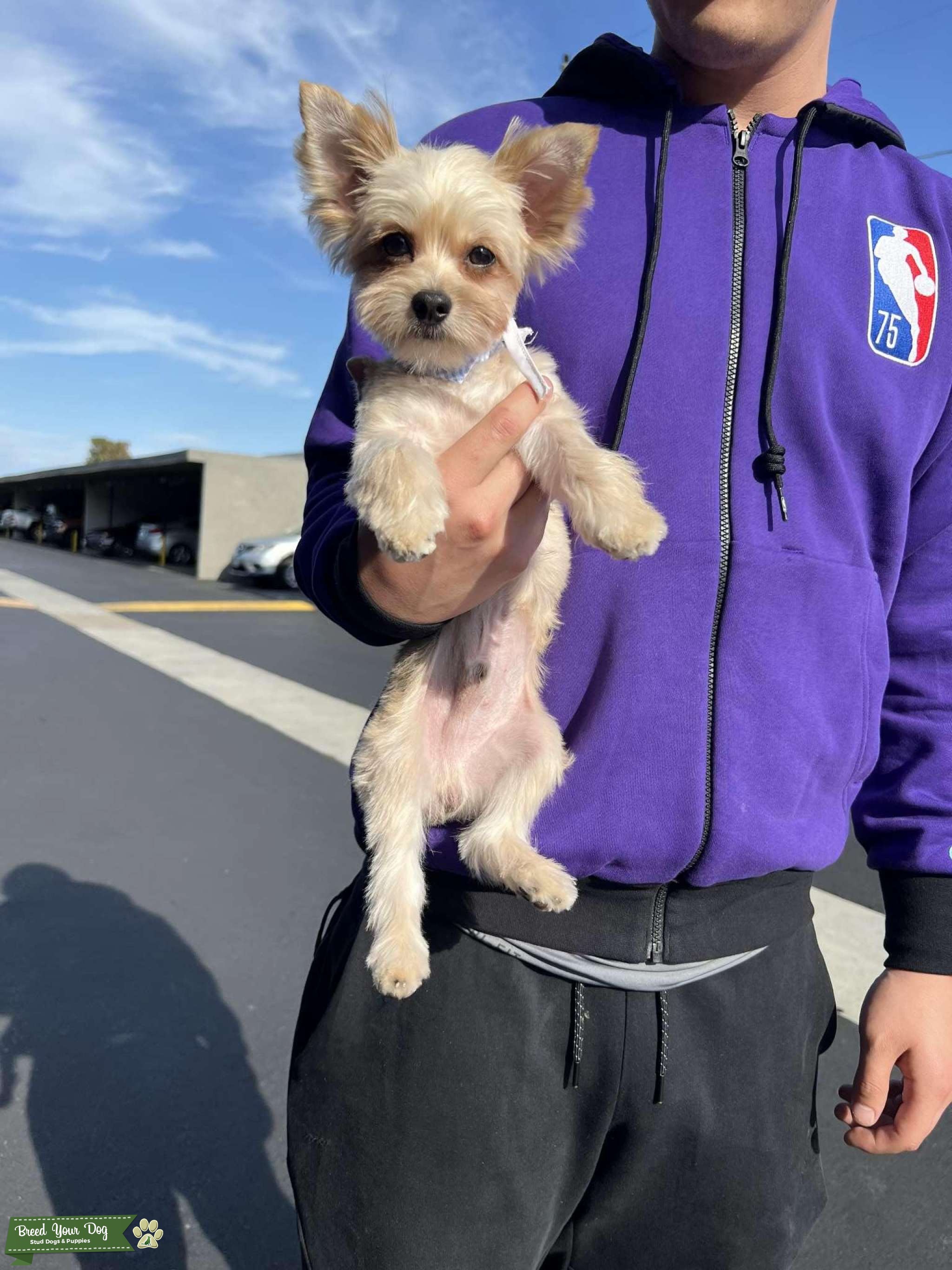 Yorkshire Terrier mixed with Shih Tzu Stud Dog California Breed