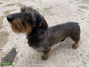 Miniature wire haired Dachshund  Listing Image
