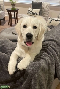 Handsome bachelor looking for a girlfriend Listing Image
