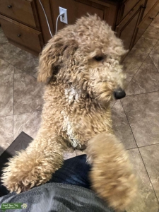 Goldendoodle medium Listing Image