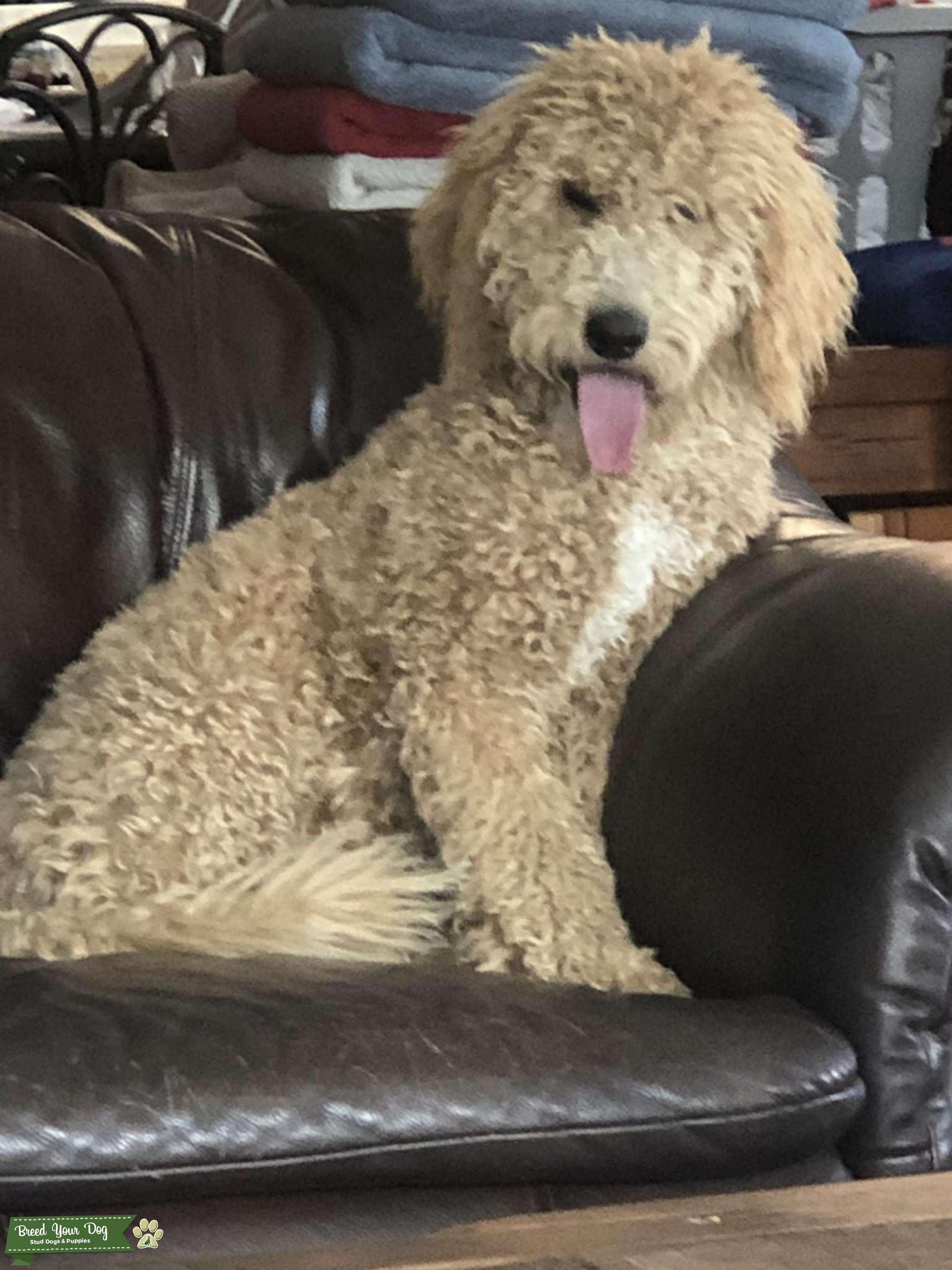 Goldendoodle medium Stud Dog California Breed Your Dog