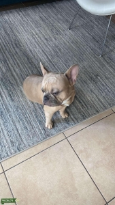 Frenchie for stud Listing Image