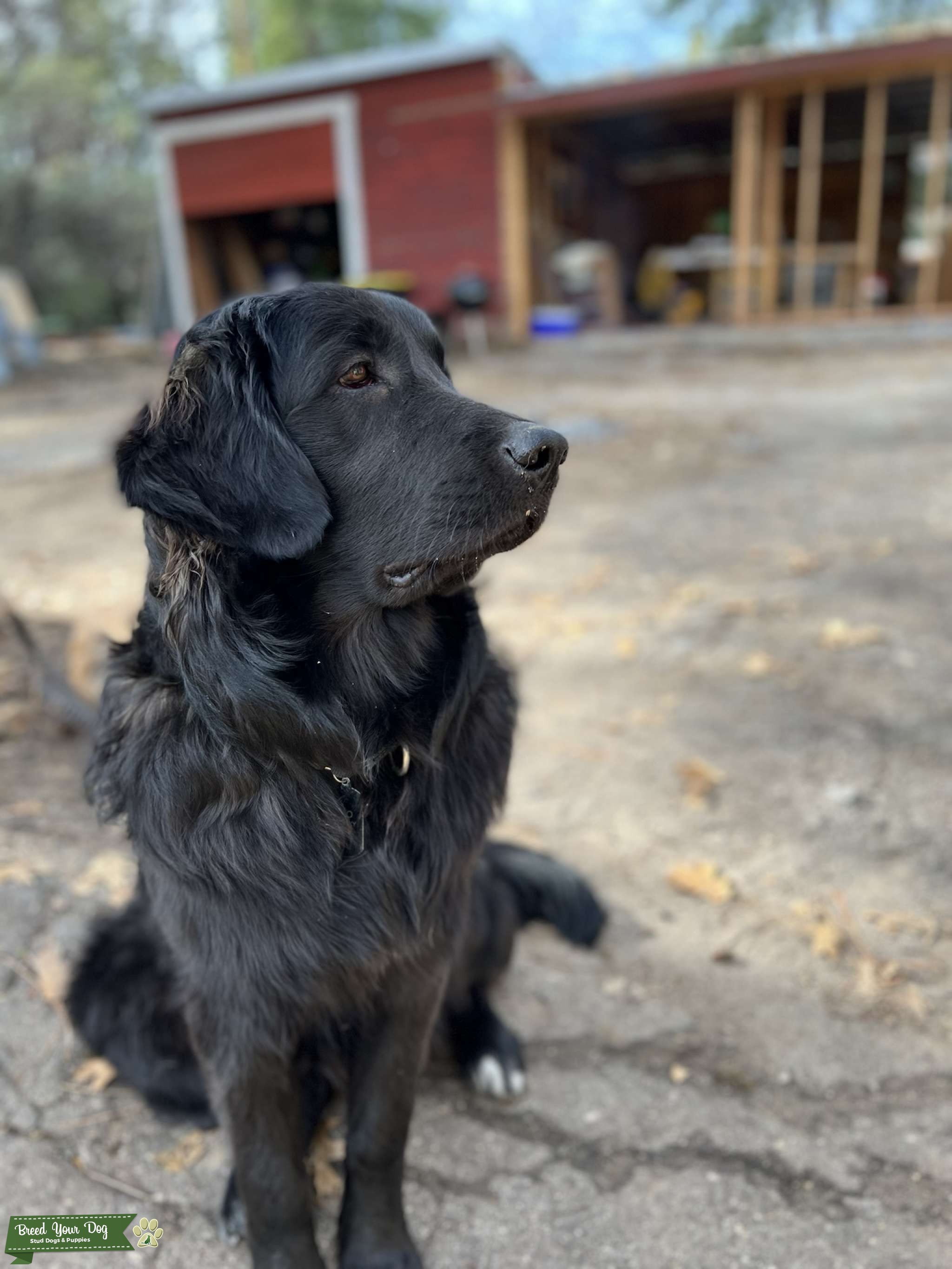 Rare Black Pyrenean Mountain Stud - Stud Dog in California, Australia ...