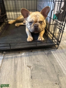 Stud French bulldog Listing Image
