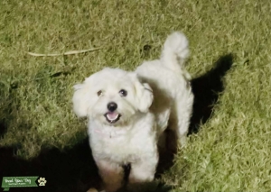 Looking for a tiny, teacup Maltese for stud Listing Image