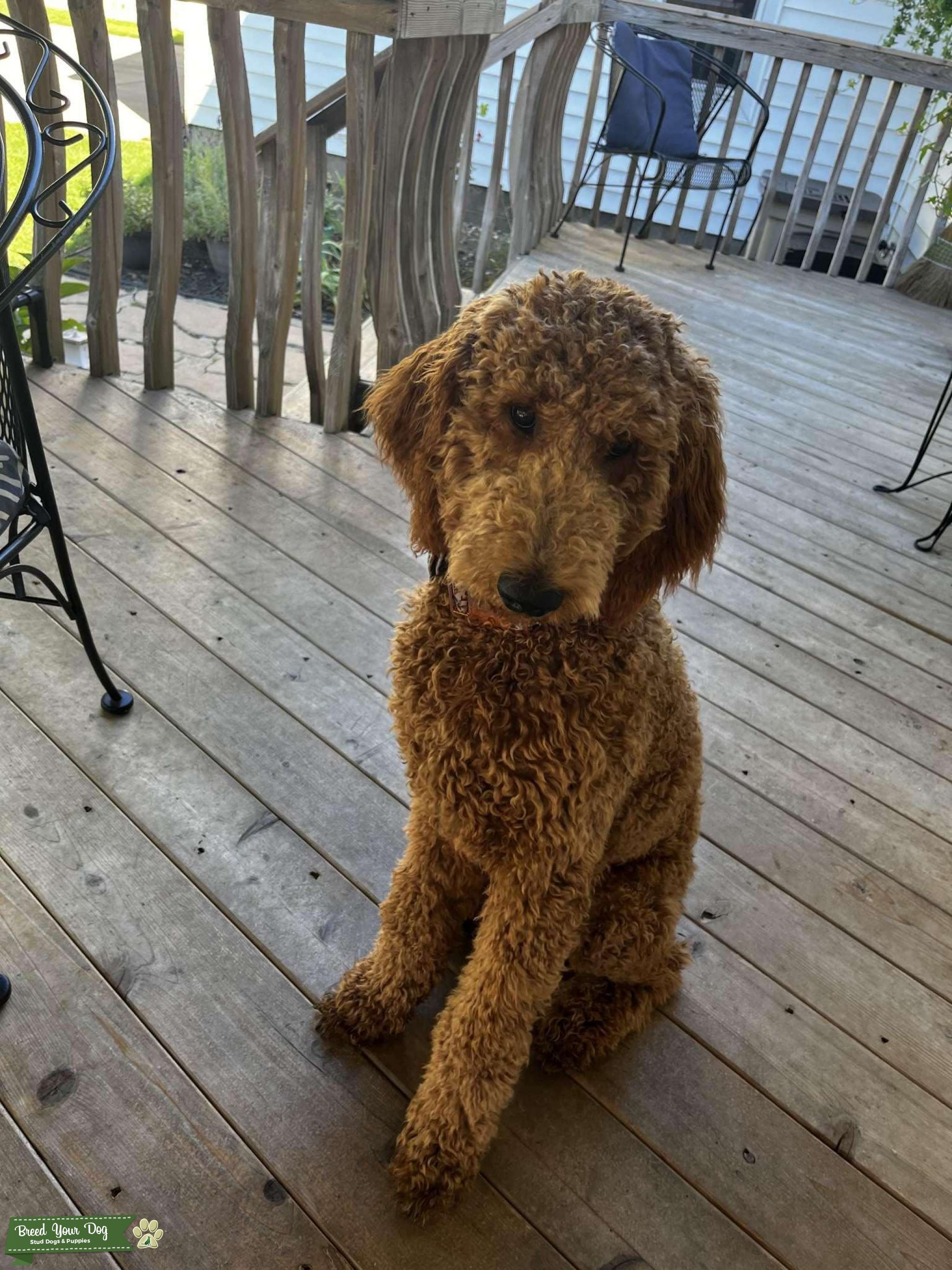 Dark apricot golden doodle Stud Dog in Michigan , the United States