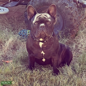 Chocolate brindle frenchie Listing Image