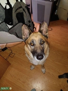 Looking for Female Corgi to Breed With  Listing Image