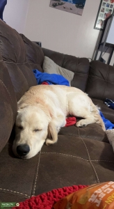 AKC Registered Light Golden Retriever  Listing Image