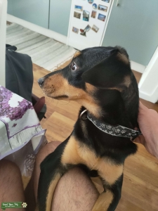 Mixed breed looking for a girlfriend  Listing Image