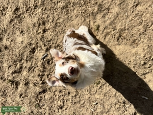 Red Merle mini Aussie  Listing Image