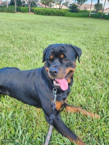 Rottweiler  Listing Image