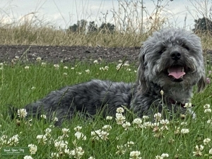 Black Grey Yorkie Poo  Listing Image