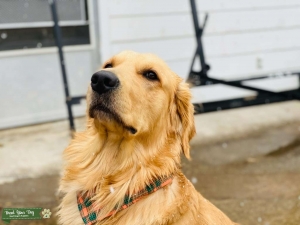 Looking to Mate my male golden retriever Listing Image
