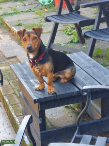 Jack Russell for stud Listing Image