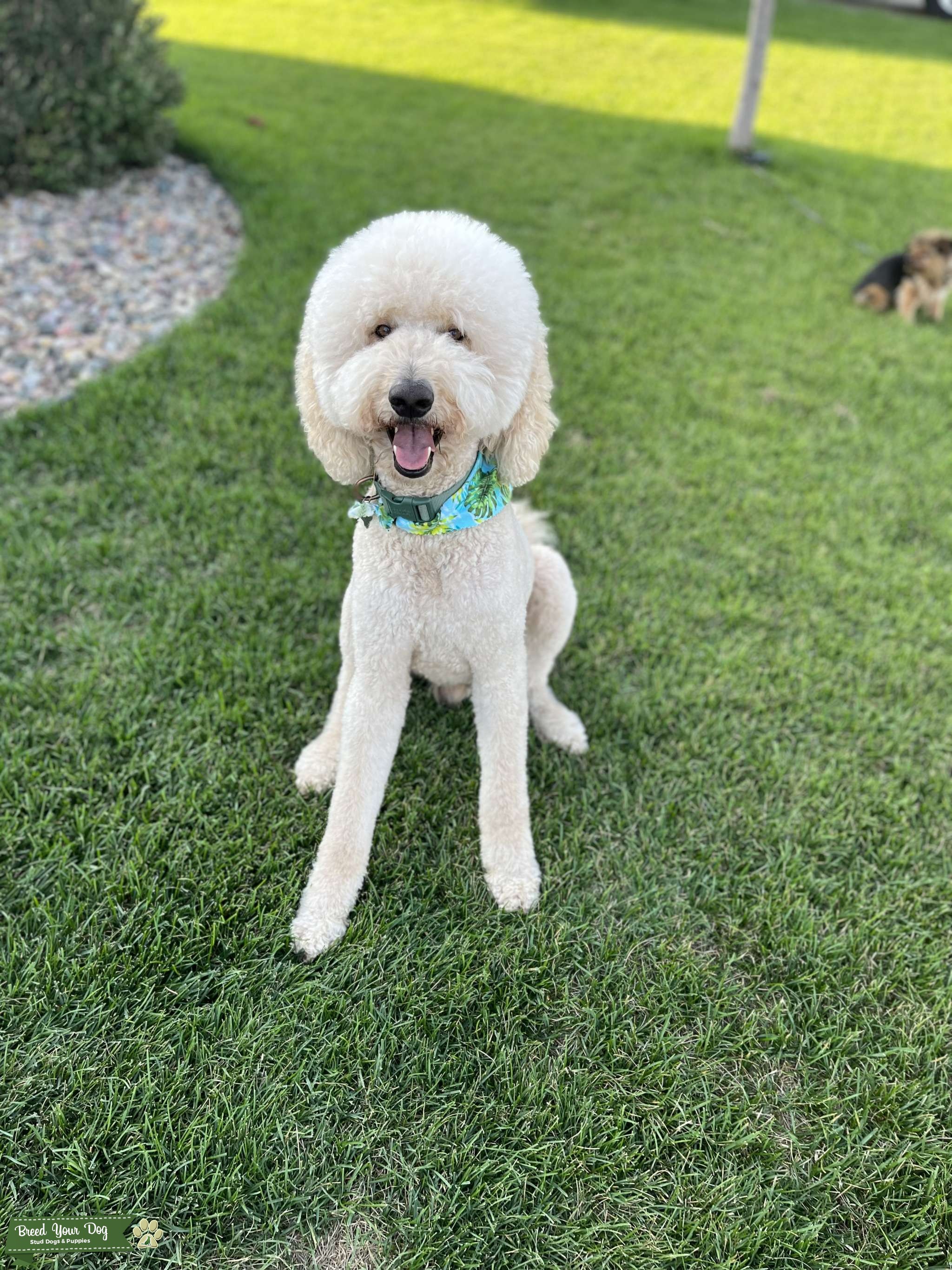 F1b Goldendoodle Stud Stud Dog South Dakota Breed Your Dog