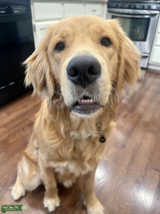 Golden Retriever Listing Image
