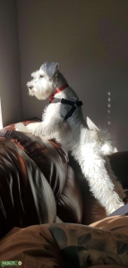 Miniature schnauzer  Listing Image