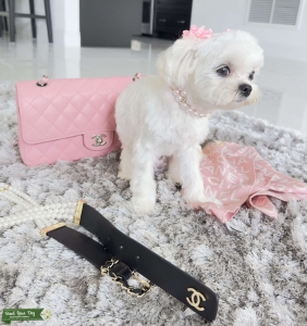 looking for a teacup Maltese boyfriend  Listing Image