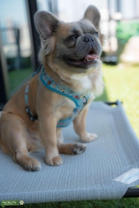 Long-Hair French Bulldog Listing Image