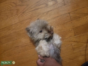 Yorkie and schnauzer mixed stud Listing Image