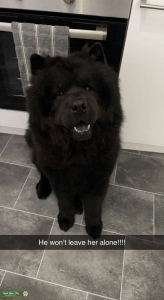 Stunning dna tested chow chow Listing Image