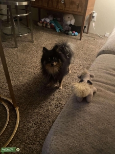 Make Pomeranian  Listing Image
