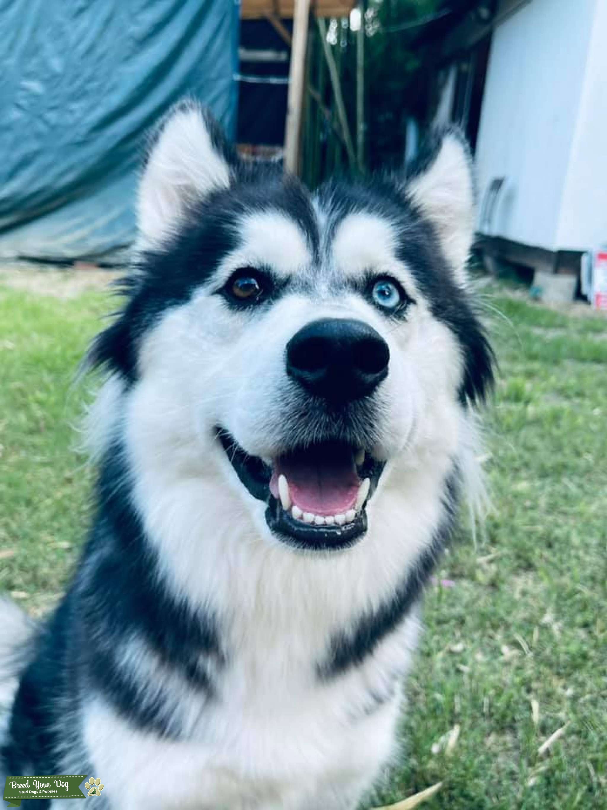 Siberian Husky Stud Dog NC Breed Your Dog