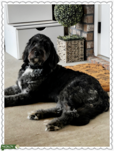 Goldendoodle Sire Listing Image