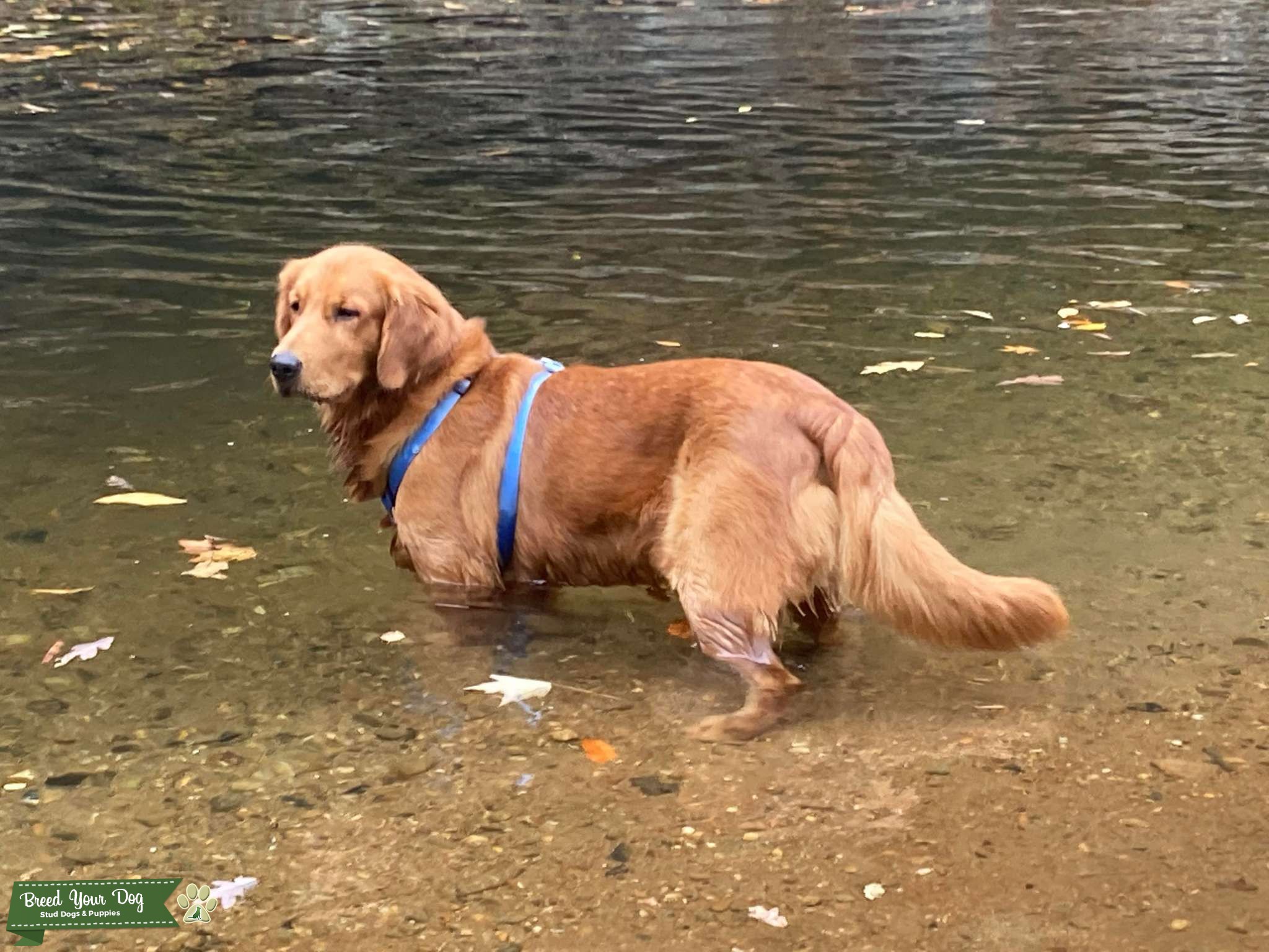 Furry Friends On A Mission To Melt Your Heart Craigslist Columbia Sc - alym982