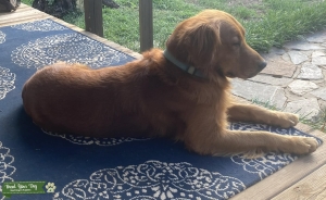 Proven AKC Stud in SC Listing Image