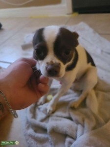 Apple head chihuahua  Listing Image