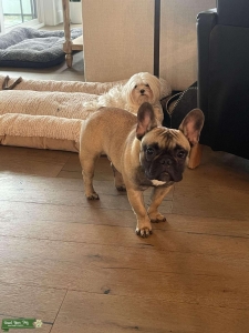 French Bulldog Stud  Listing Image