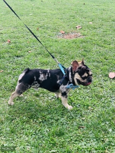 *** Merle French Bulldog Stud Service *** Listing Image