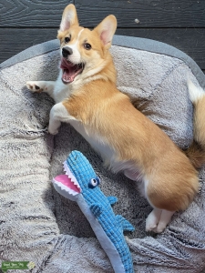 Corgi Female Needed :) Listing Image