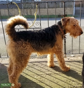 Airedale Terrier Stud Listing Image