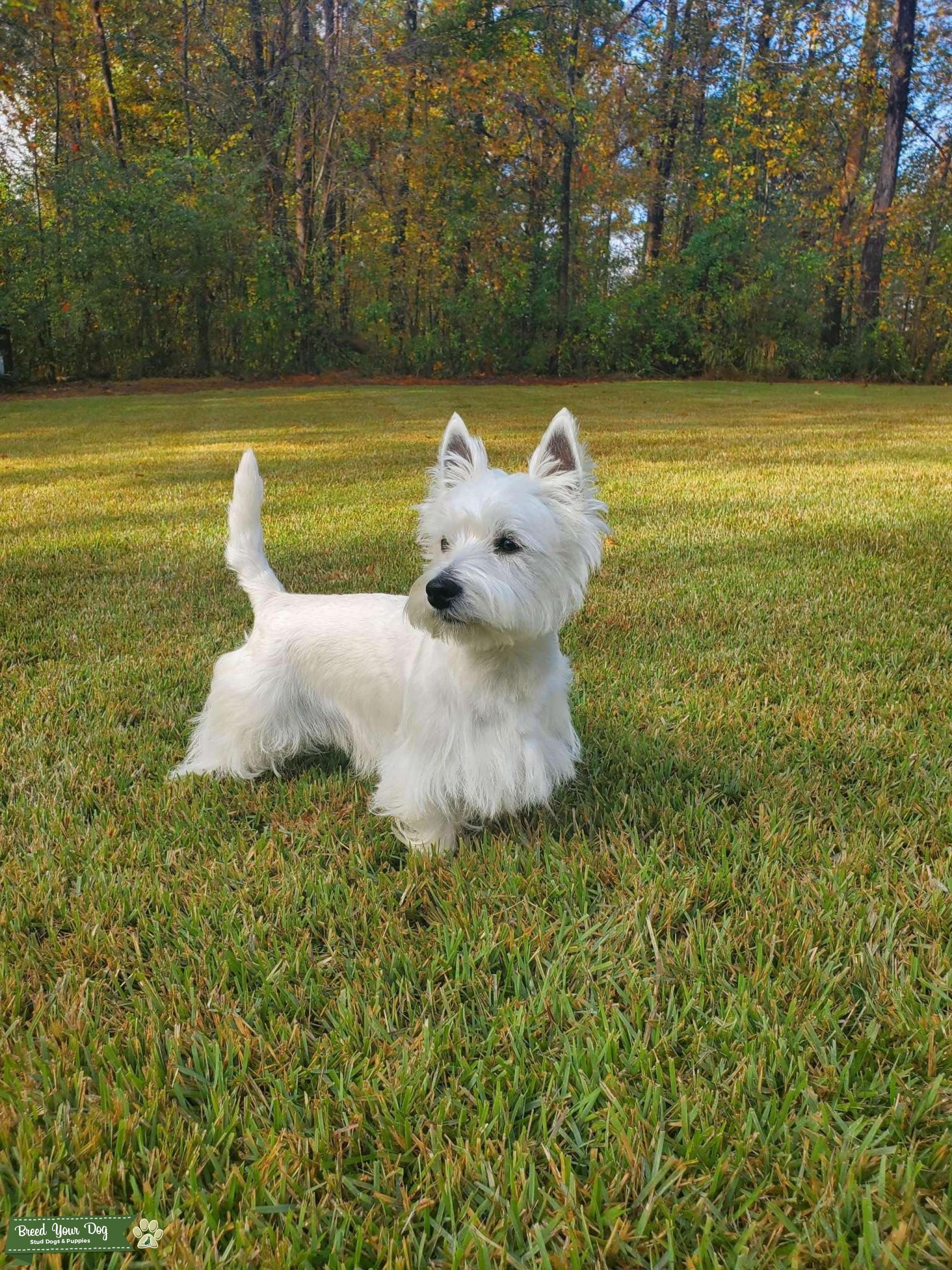 Mr. Darcy West Highland White Terrier Stud Stud Dog in the United States Breed Your Dog