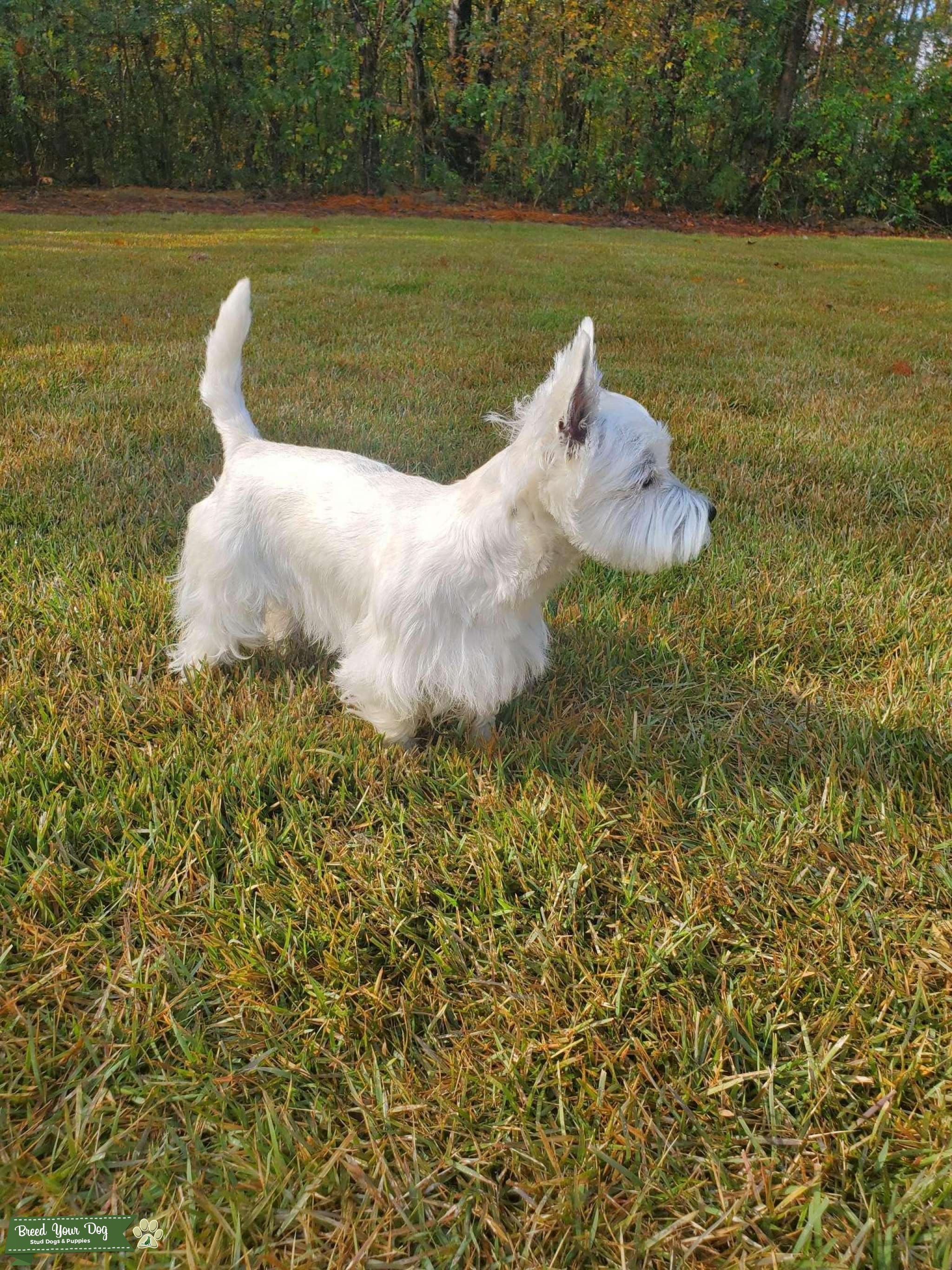 Mr. Darcy West Highland White Terrier Stud Stud Dog in the United States Breed Your Dog