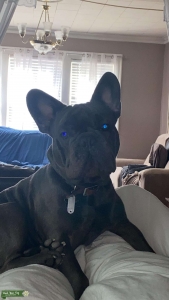Looking to stud my Frenchie kimba Listing Image
